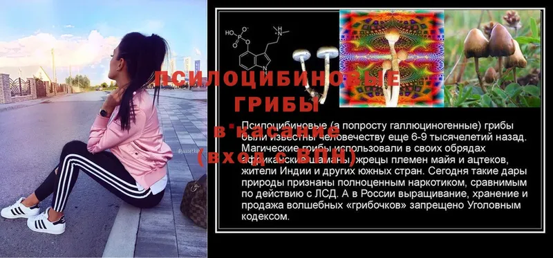 Псилоцибиновые грибы GOLDEN TEACHER  Губкинский 